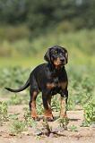 DOBERMANN 721